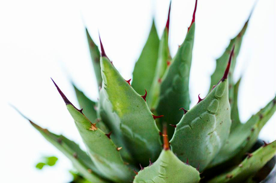 MF003 Wall décor art photographic on canvas botanical Agave cactus